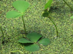 Marsilea minuta