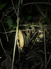 Rieppeleon kerstenii