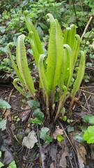 Asplenium scolopendrium