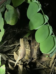 Rieppeleon kerstenii