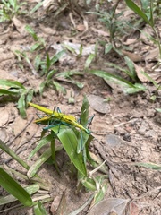 Tithonophasma tithonus