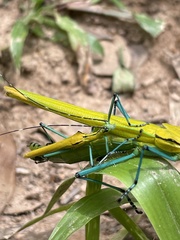 Tithonophasma tithonus