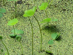 Marsilea minuta