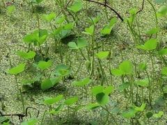 Marsilea minuta