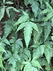 Tectaria subtriphylla