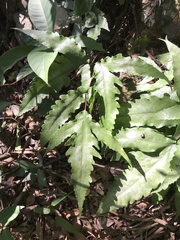 Tectaria subtriphylla