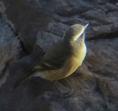 Ochthoeca oenanthoides