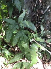 Tectaria subtriphylla