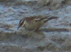 Cinclodes albiventris