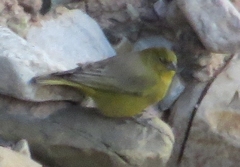 Sicalis olivascens