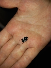 Discopeltis tricolor