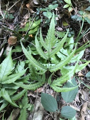 Tectaria subtriphylla