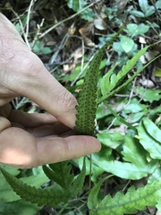 Tectaria subtriphylla