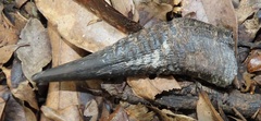 Cephalophorus natalensis natalensis