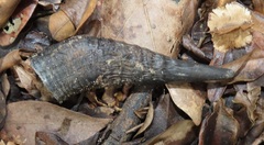 Cephalophorus natalensis natalensis