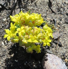 Crassula sebaeoides