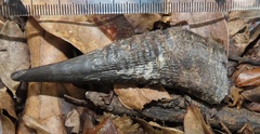 Cephalophorus natalensis natalensis