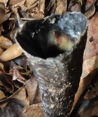 Cephalophorus natalensis natalensis