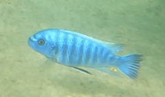 Labeotropheus fuelleborni