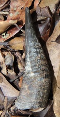 Cephalophorus natalensis natalensis