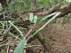 Microgramma mauritiana