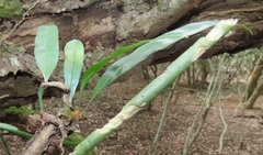 Microgramma mauritiana