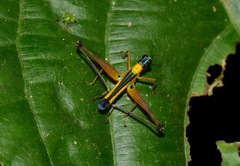 Eumastax
