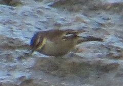 Cinclodes albiventris