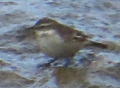 Cinclodes albiventris