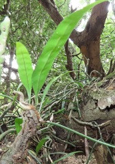 Microgramma mauritiana