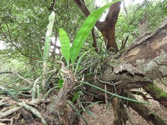 Microgramma mauritiana