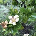 Rothmannia capensis - Photo (c) A.R.Lecuona, algunos derechos reservados (CC BY-NC), subido por A.R.Lecuona