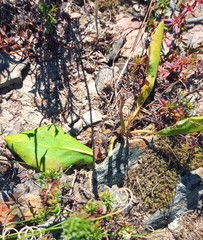 Pelargonium pilosellifolium