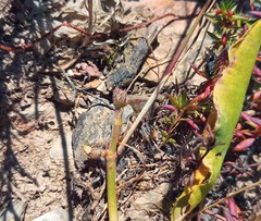 Pelargonium pilosellifolium