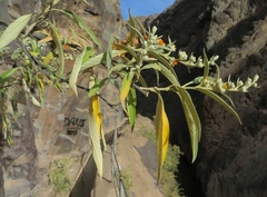 Buddleja tucumanensis