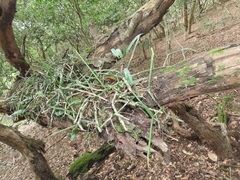 Microgramma mauritiana