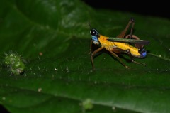 Eumastax