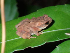 Ingerophrynus parvus