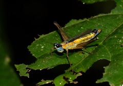 Eumastax
