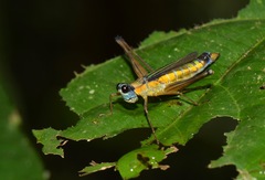 Eumastax