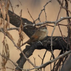 Furnariinae