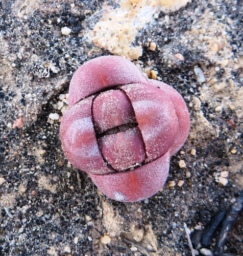 Crassula columnaris