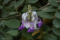 Ramirezella