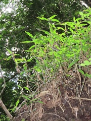 Coleotrype natalensis