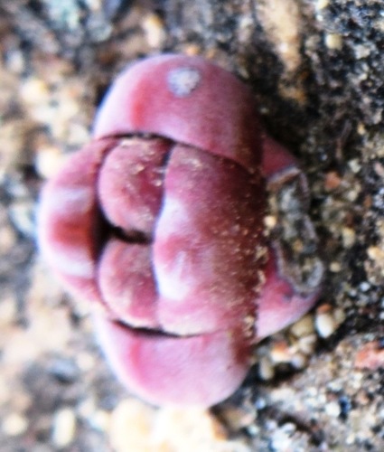 Crassula columnaris