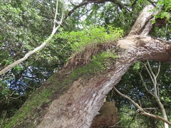 Coleotrype natalensis