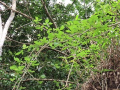 Coleotrype natalensis