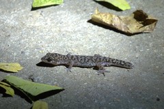 Dixonius