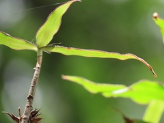 Coleotrype natalensis