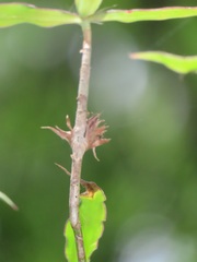 Coleotrype natalensis